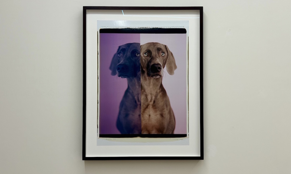 WILLIAM WEGMAN IN MOSTRA DA LOOM GALLERY 