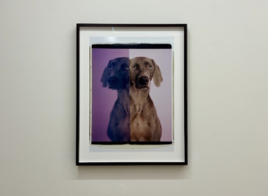 WILLIAM WEGMAN IN MOSTRA DA LOOM GALLERY 